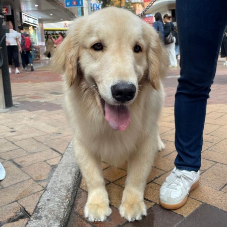 金仔 (親善大使)